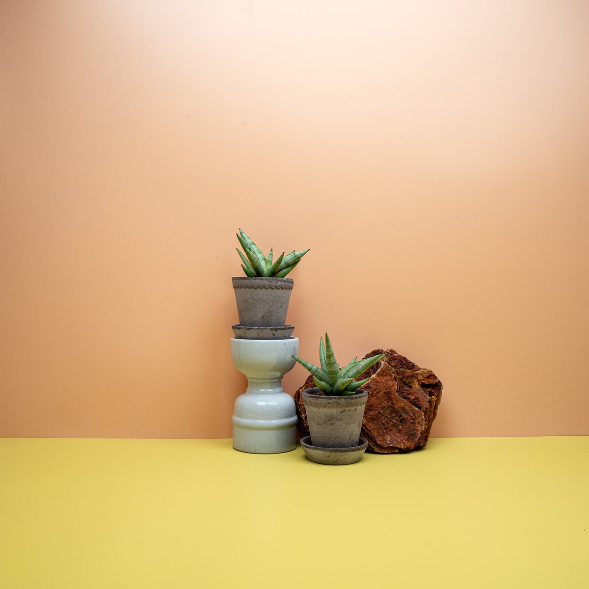 Sansevieria Silver Crown, dunkle Querbänderung auf dem Blatt – potflourri
