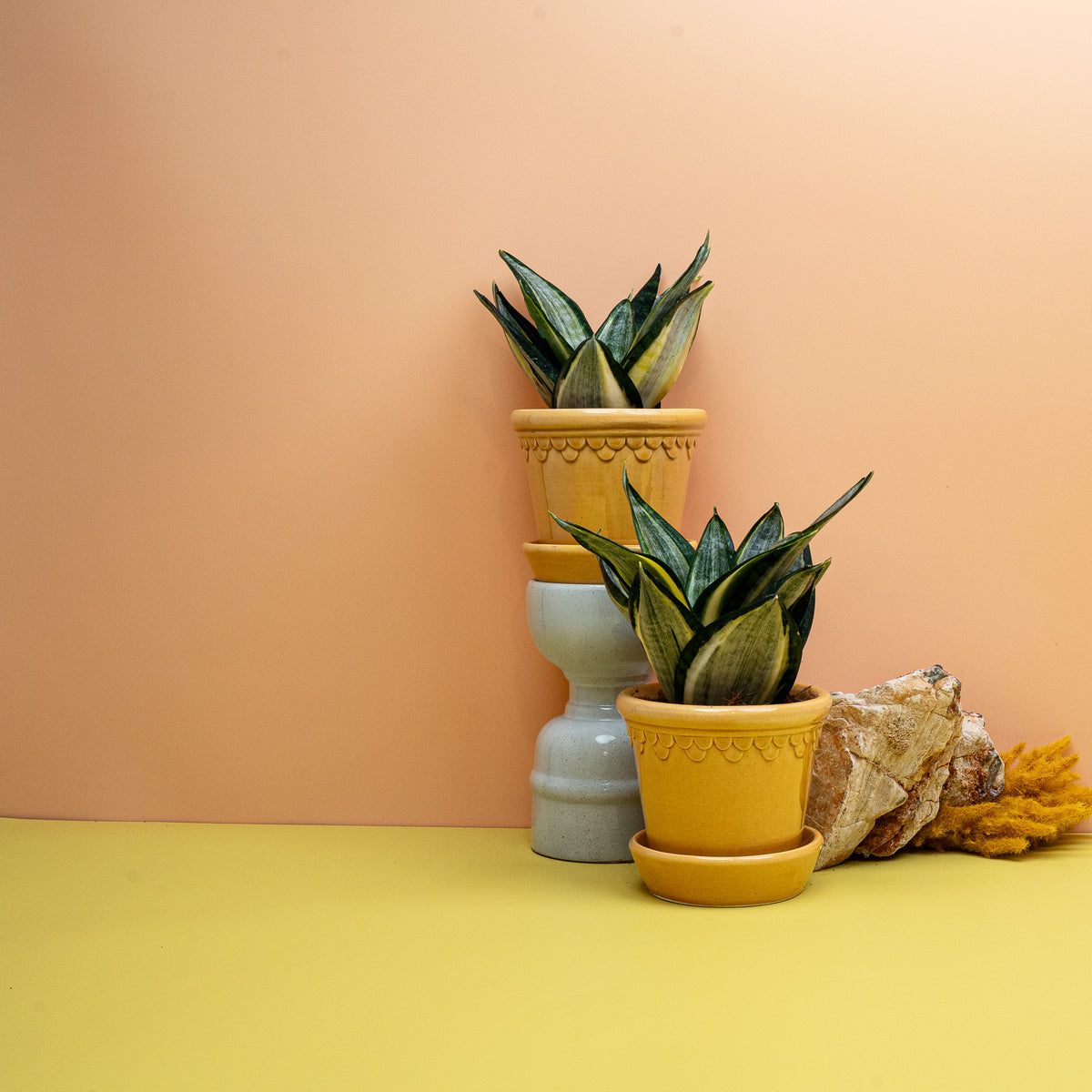 Sansevieria Silver Zebra Hahnii mit trichterförmiger Blattrosette