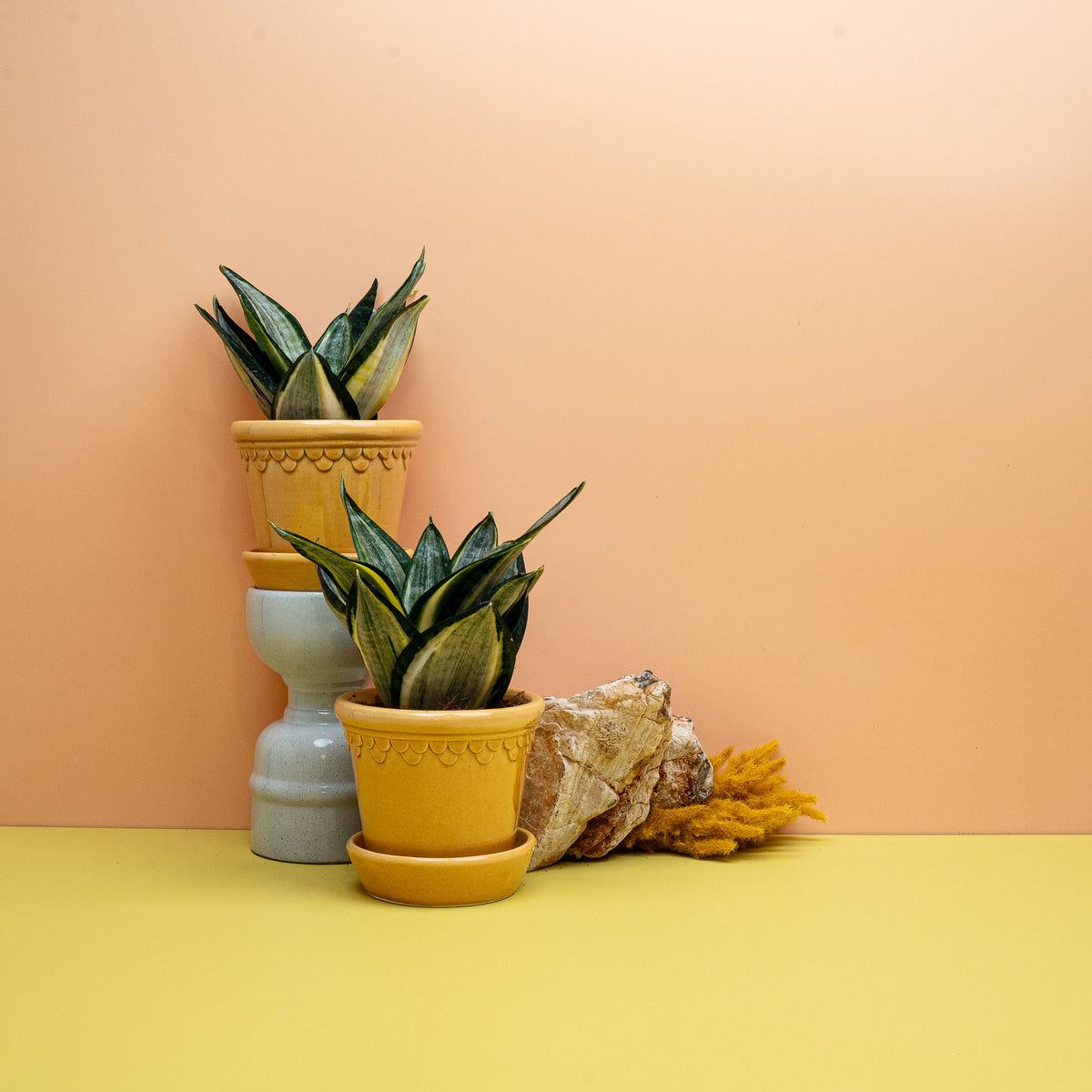 Sansevieria Silver Zebra Hahnii, kompakter Zwerg-Bogenhanf mit silbrigen Querbändern – potflourri
