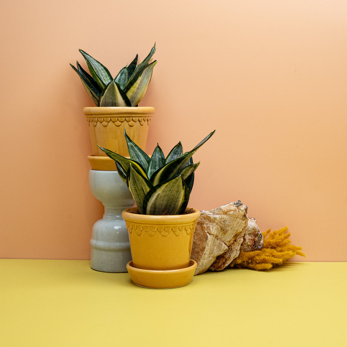 Sansevieria Silver Zebra Hahnii Größe S, niedrig bleibende Hahnii-Sorte