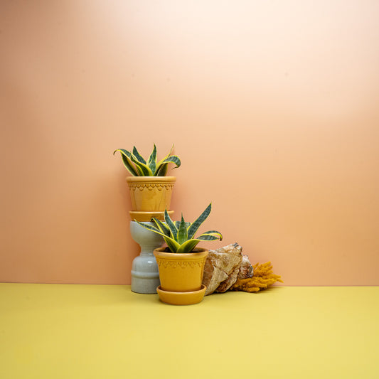 Sansevieria Sun Hahnii, kompakter Zwerg-Bogenhanf in Gelbgrün – potflourri