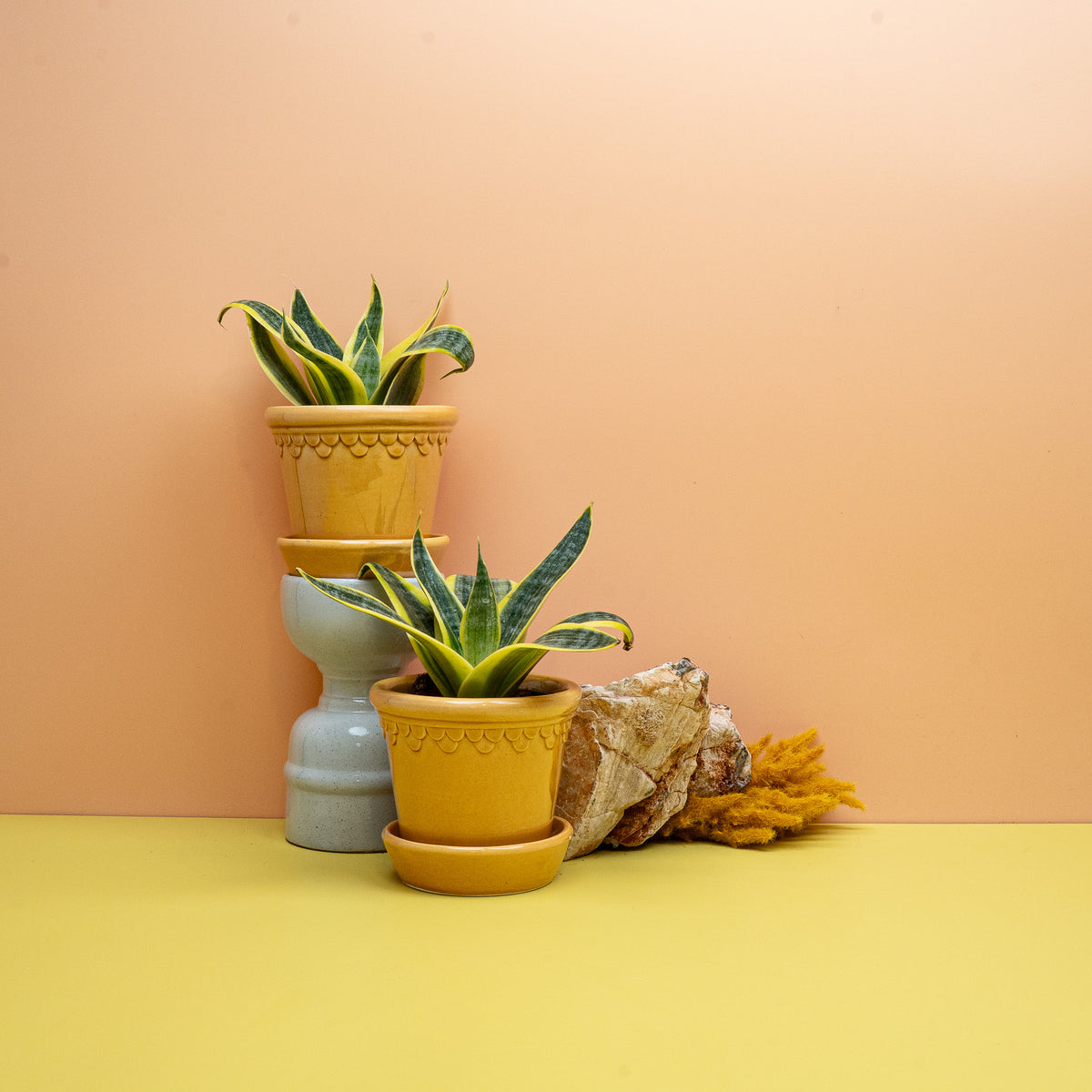 Sansevieria Sun Hahnii, kompakter Zwerg-Bogenhanf in Gelbgrün – potflourri