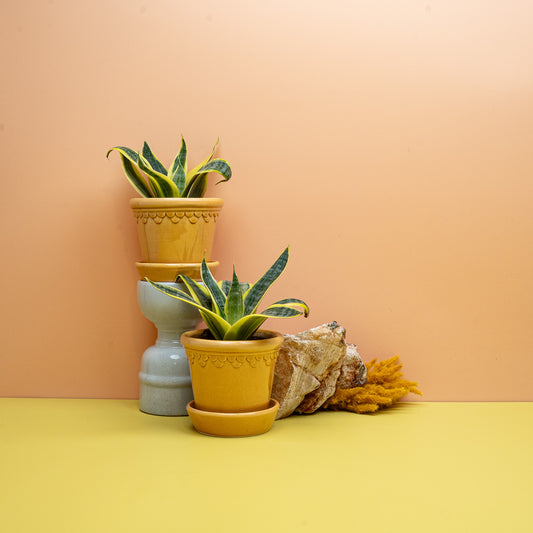 Sansevieria Sun Hahnii, kompakter Zwerg-Bogenhanf in Gelbgrün – potflourri