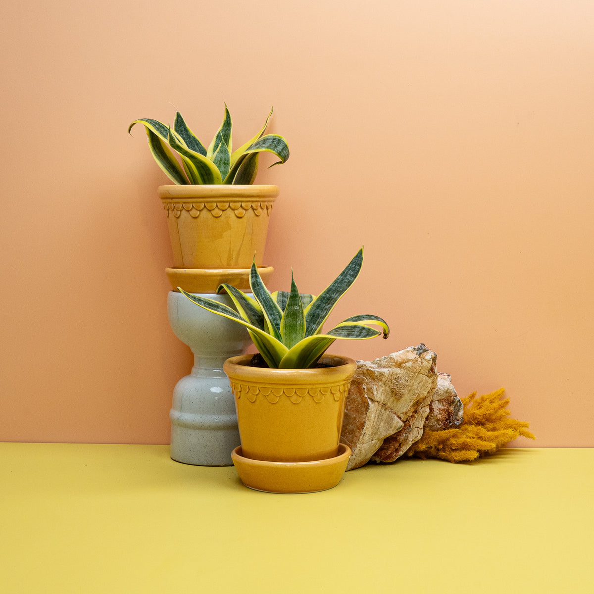 Sansevieria Sun Hahnii Größe S, gelbe Hahnii-Sorte für helle Fensterbänke
