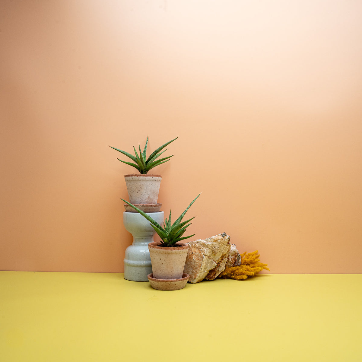 SANSEVIERIA TOM GRACILIS