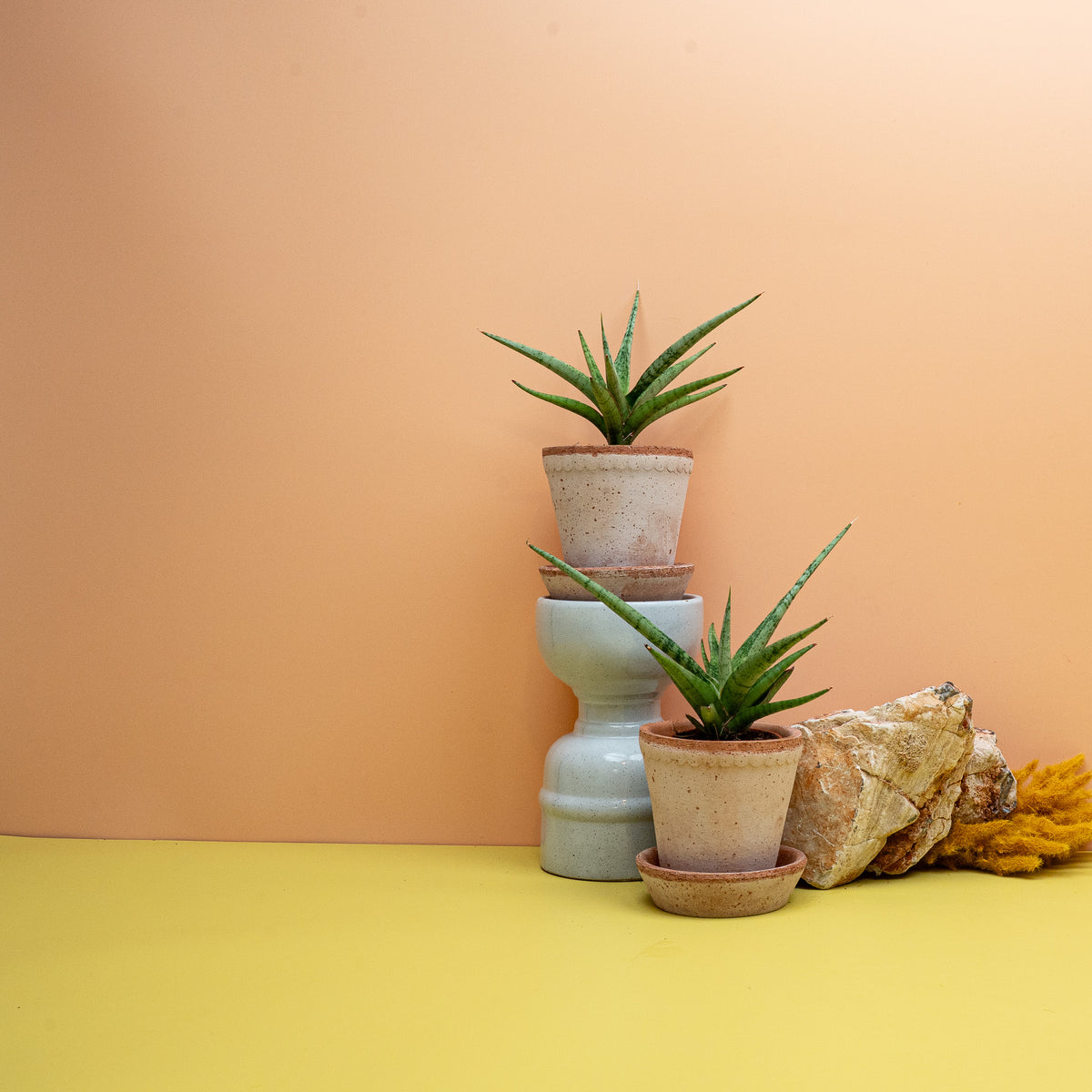SANSEVIERIA TOM GRACILIS