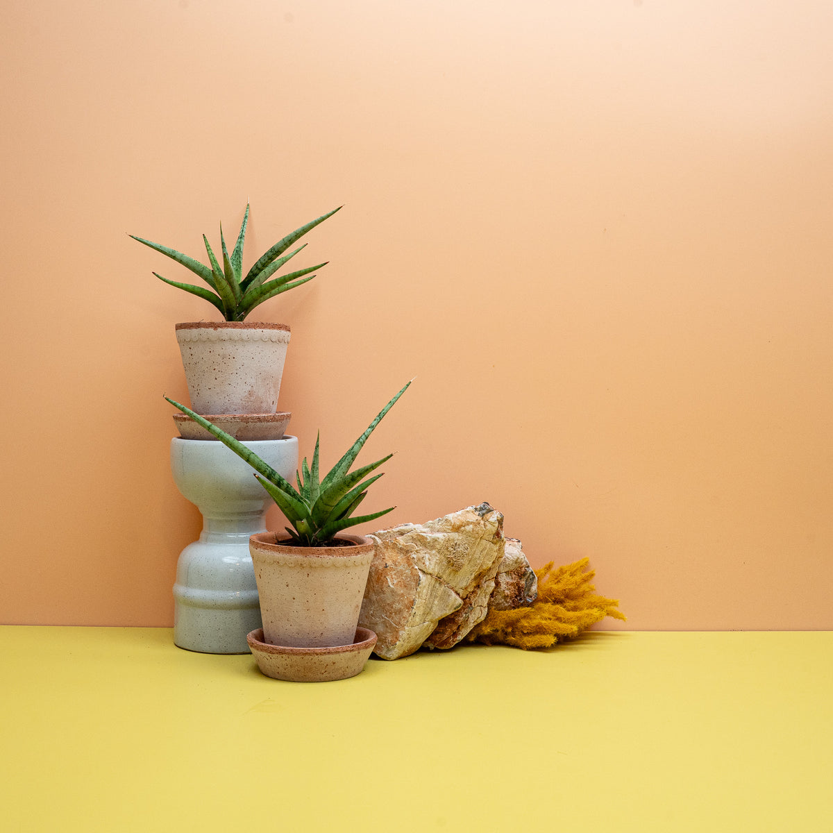 SANSEVIERIA TOM GRACILIS