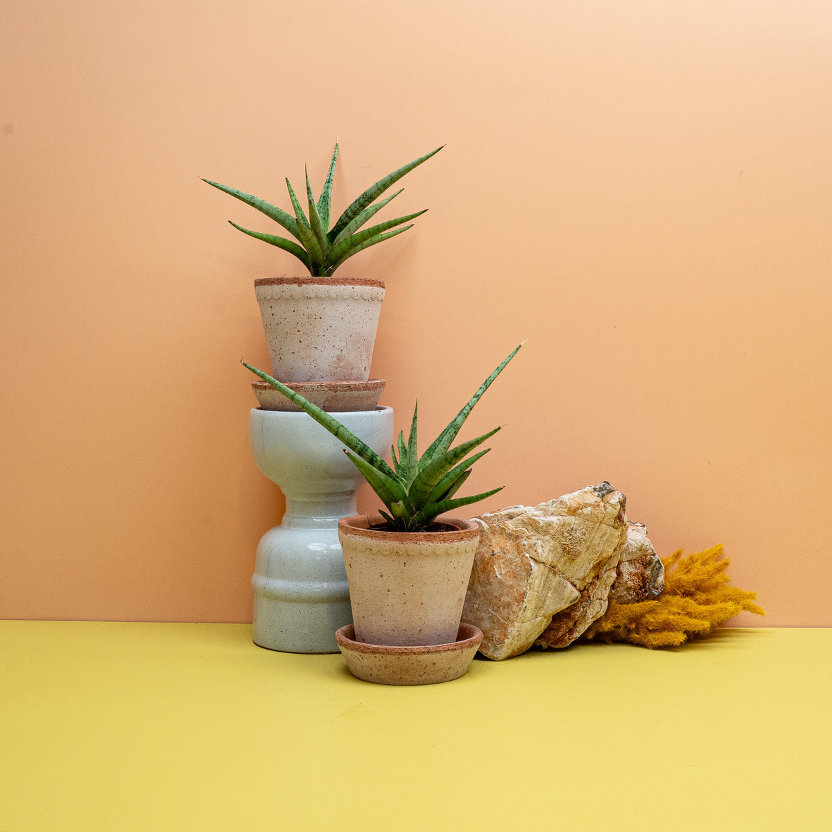 SANSEVIERIA TOM GRACILIS