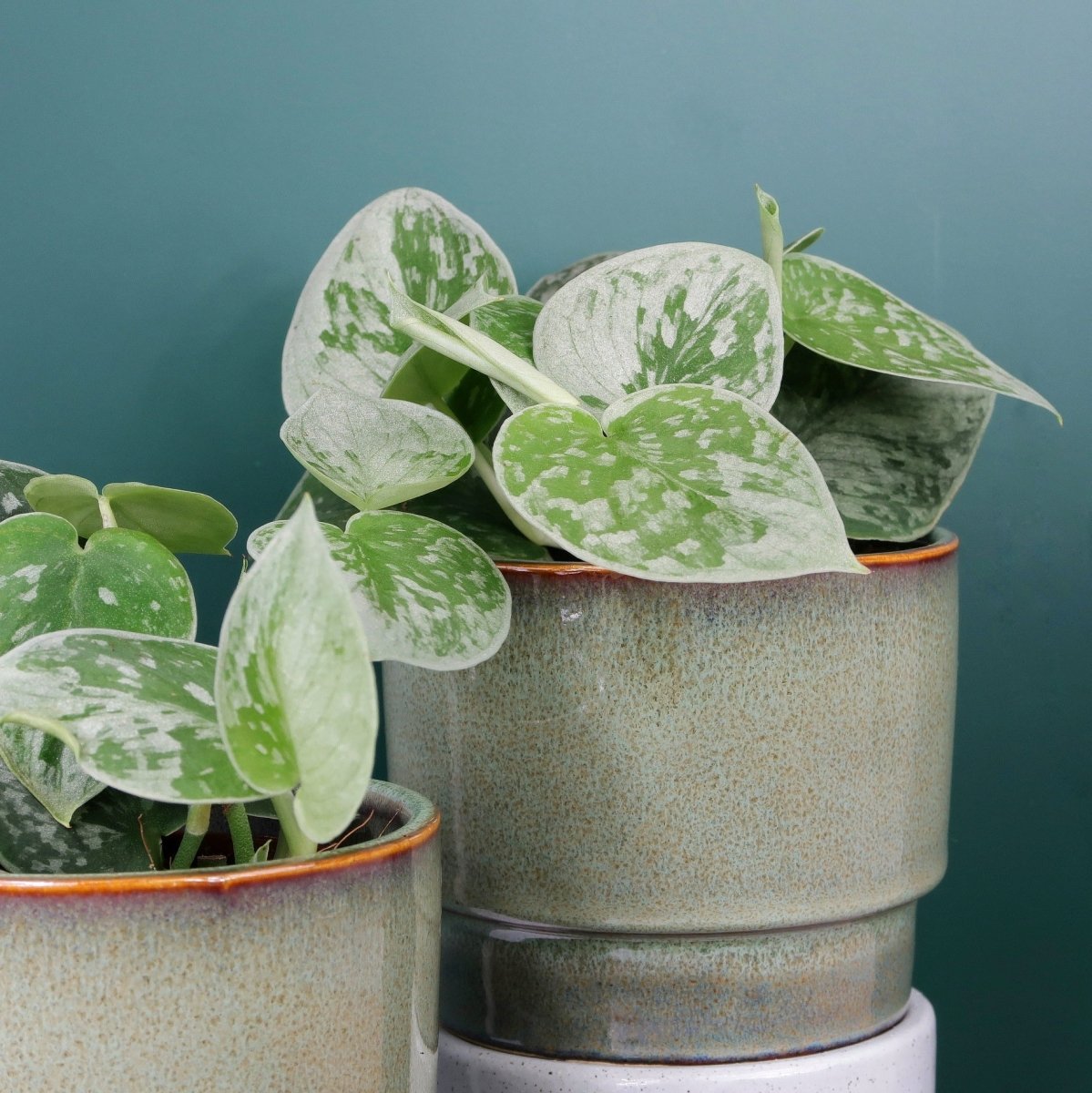 Scindapsus Pictus Silver Ann – rankender Wuchs