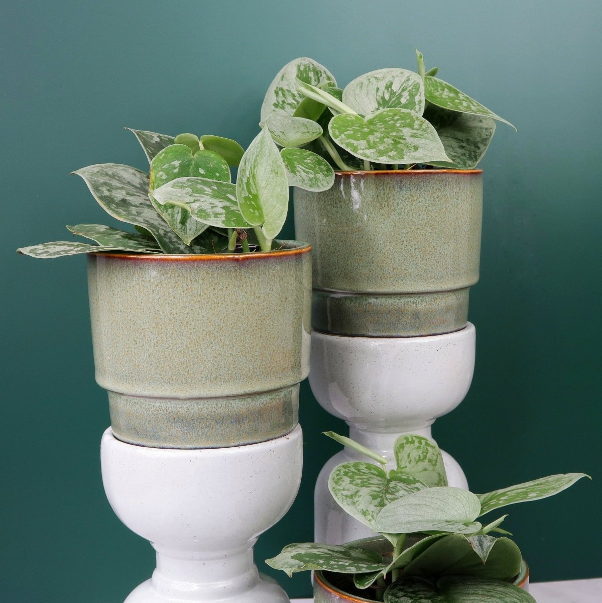 Scindapsus Pictus Silver Ann – Scindapsus pictus mit silbriger Blattzeichnung – potflourri