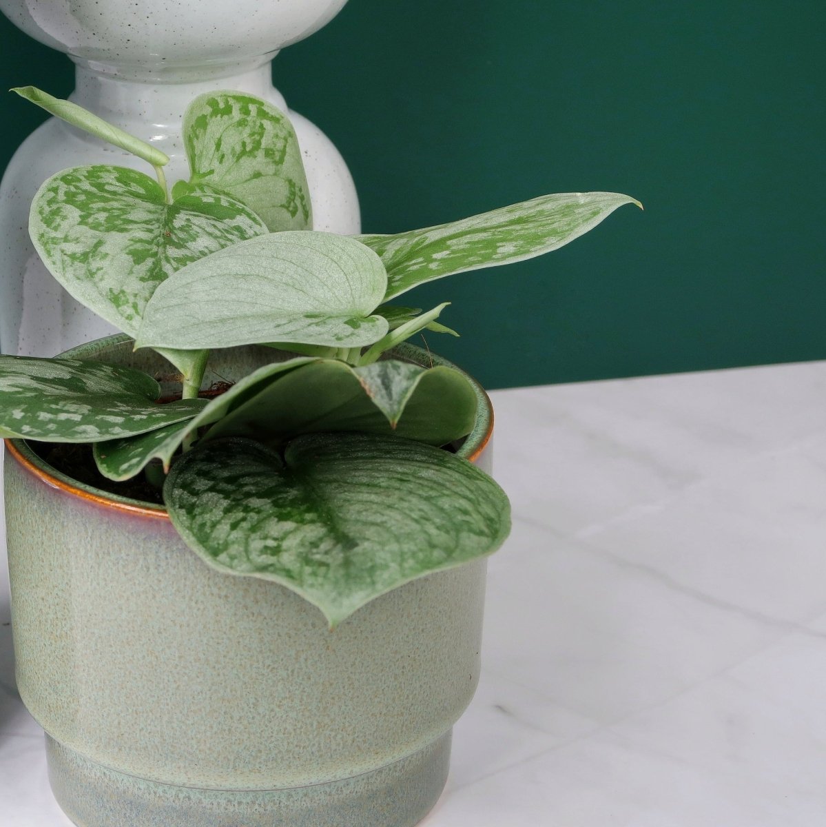 Scindapsus Pictus Silver Ann – rankende Zimmerpflanze mit samtigen Blättern – potflourri