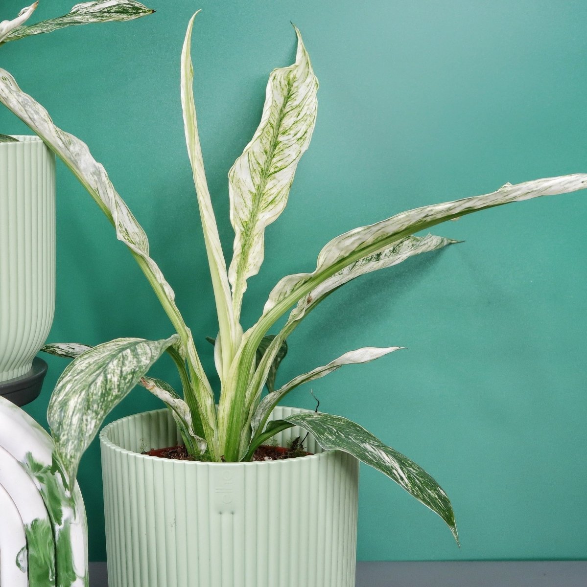 Spathiphyllum Sensation Variegata, größte Blätter aller Spathiphyllum