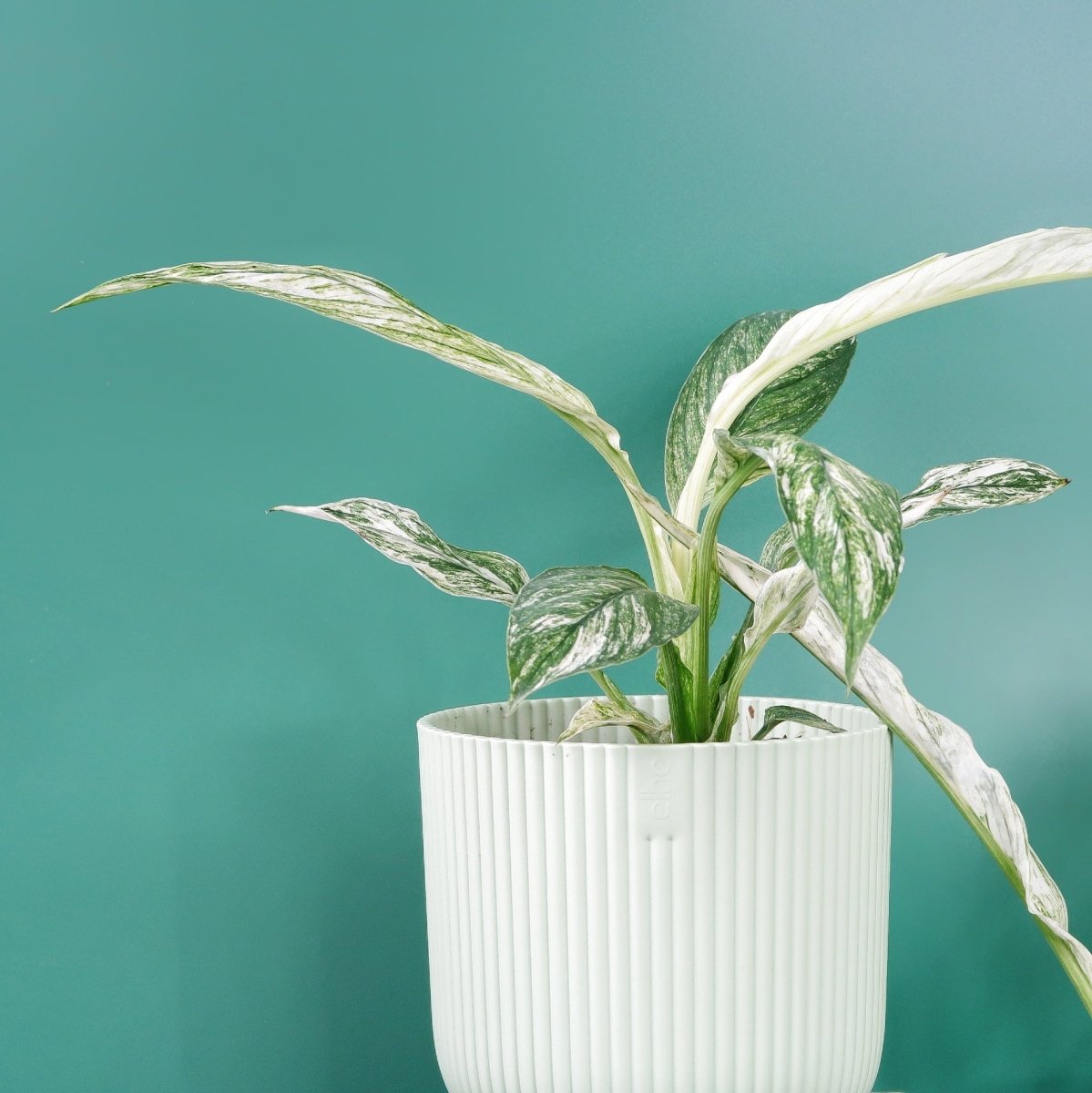 Spathiphyllum Sensation Variegata, eleganter, einladender Charakter