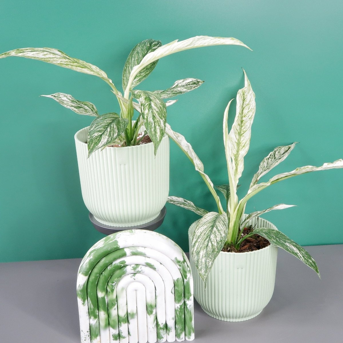 Spathiphyllum Sensation Variegata – Ansicht 6