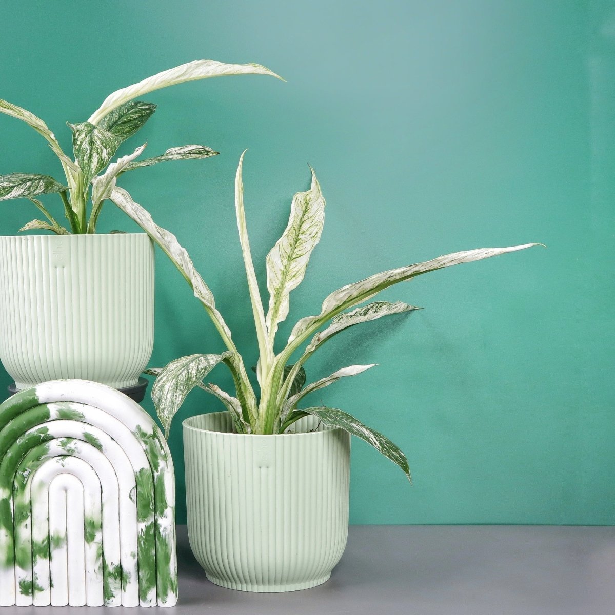 Spathiphyllum Sensation Variegata mit strahlend weißen Blüten