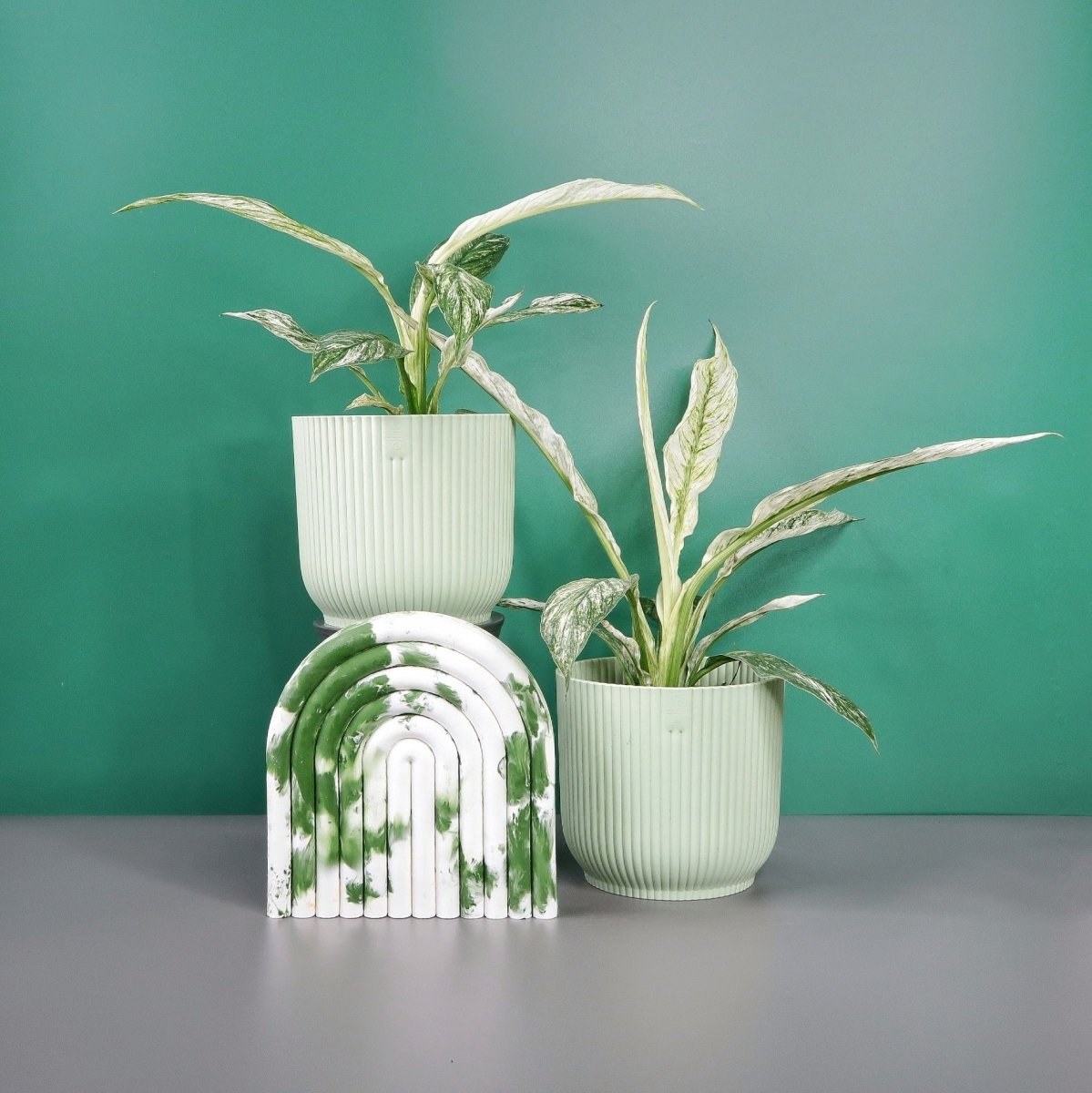 Spathiphyllum Sensation Variegata – Friedenslilie panaschiert – potflourri