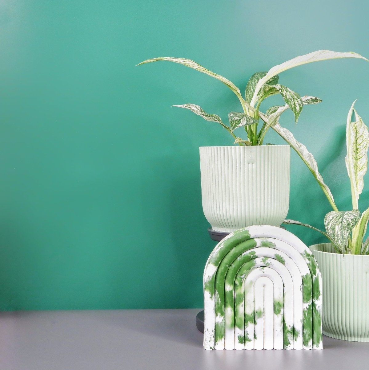 Spathiphyllum Sensation Variegata, üppige, glänzende Blätter