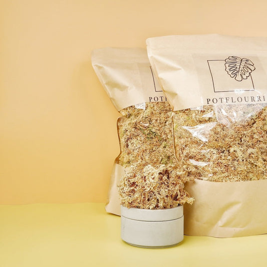 Substrat Sphagnum Moos – natürliches Nährsubstrat – potflourri