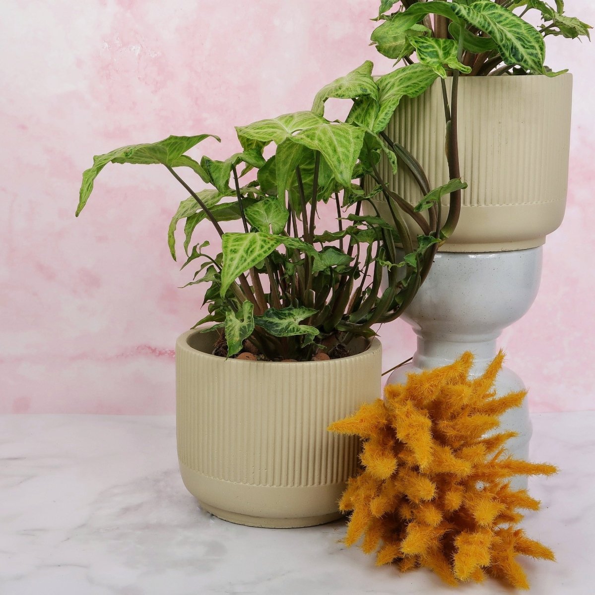 Syngonium Batik mit feinen, hellen Adermustern