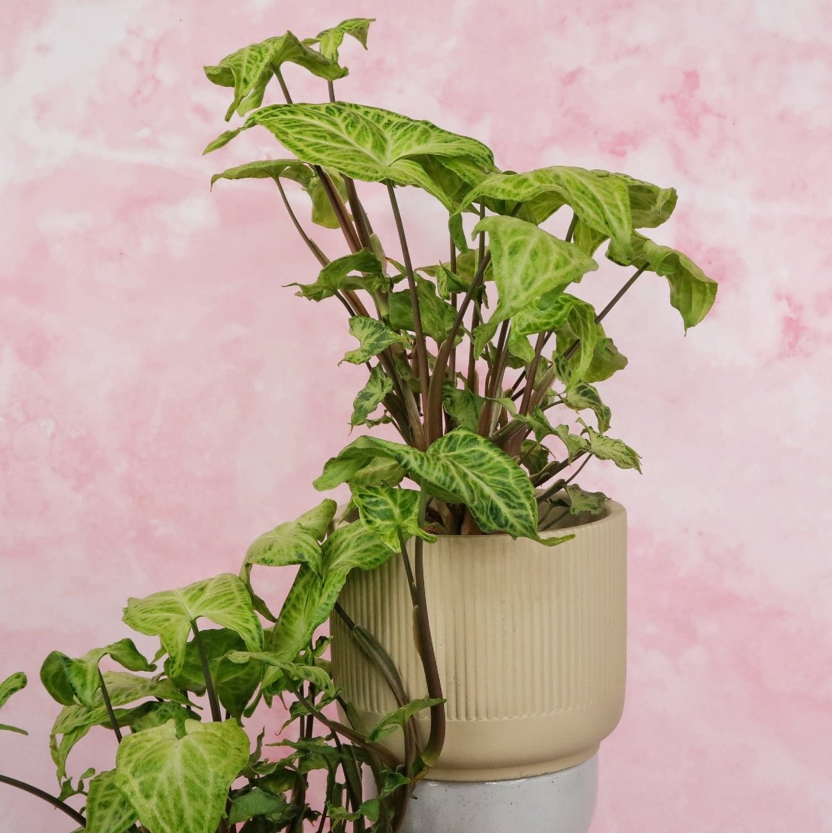 Syngonium Batik – pfeilförmige Blätter mit Tiefenwirkung
