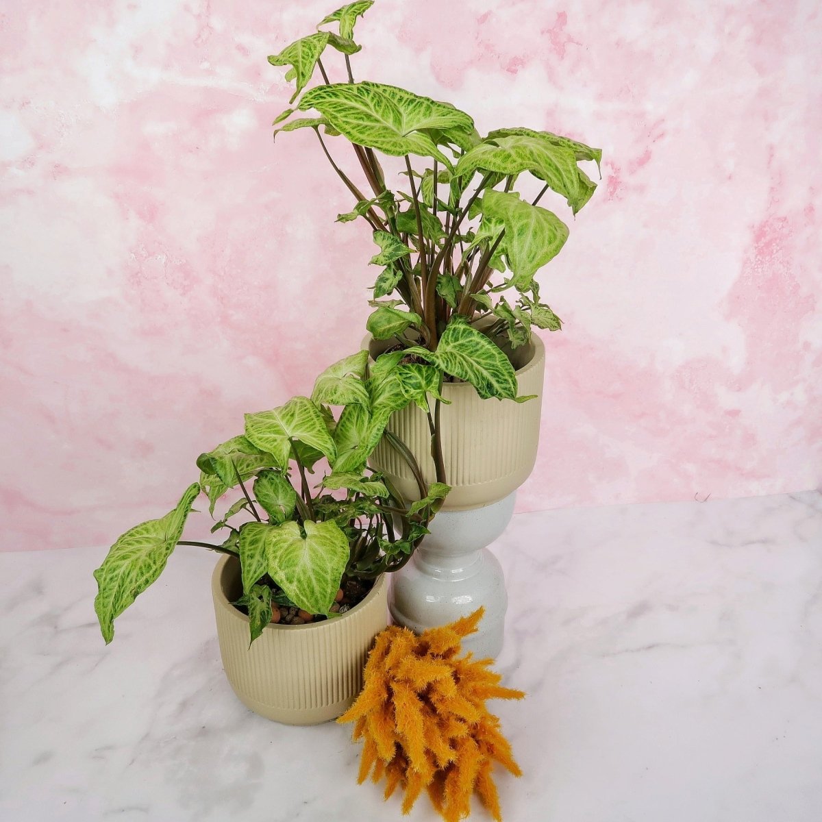 Syngonium Batik – dichtes Netzmuster auf sattem Grün