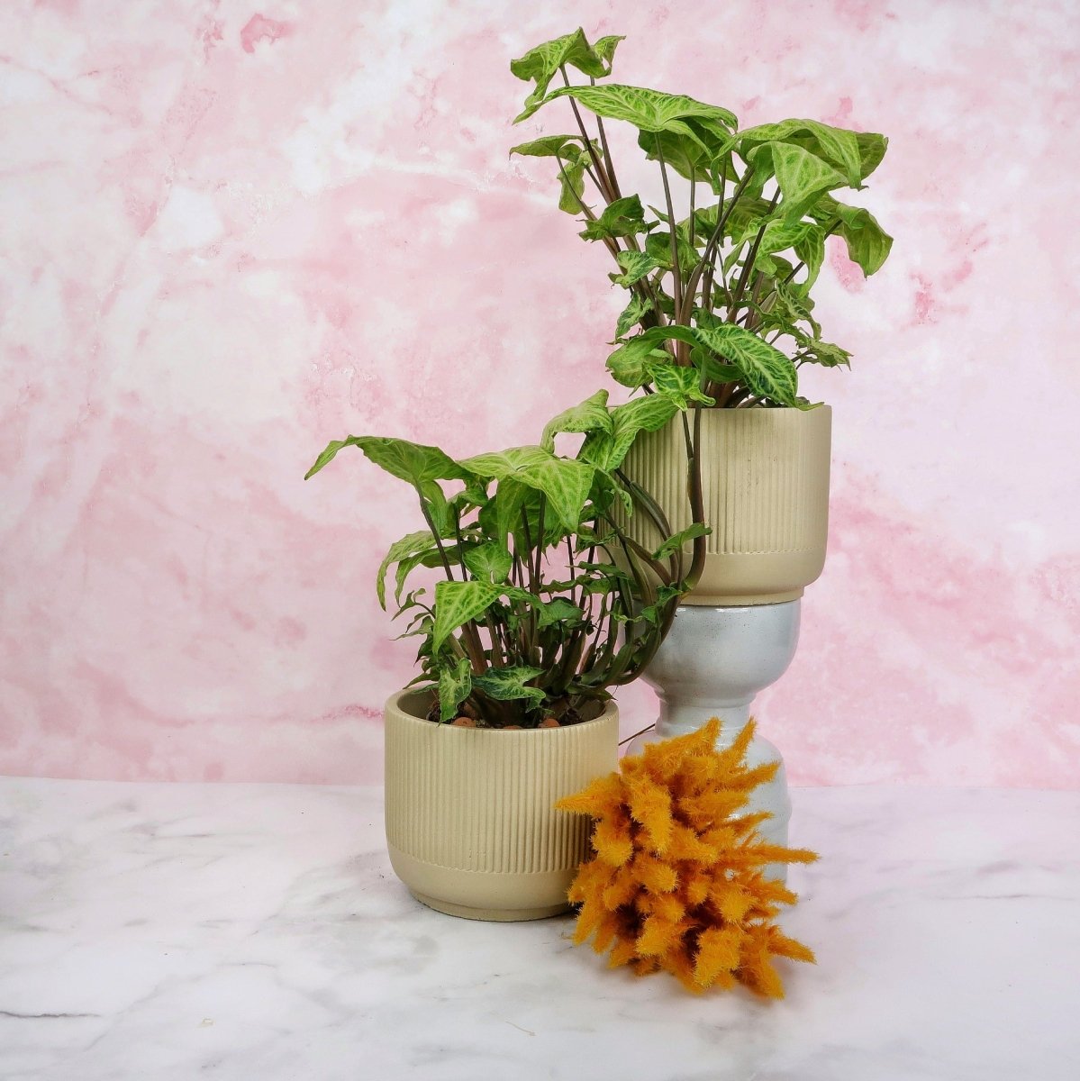 Syngonium Batik – grafische, filigrane Blattstruktur