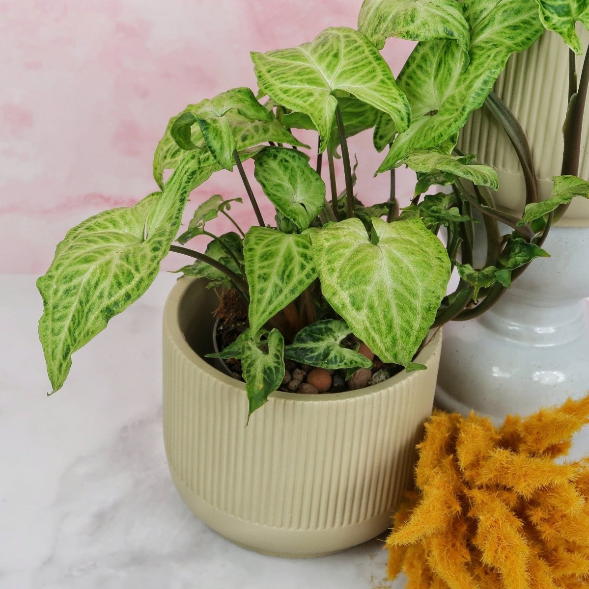 Syngonium Batik für strukturierte Pflanzenarrangements