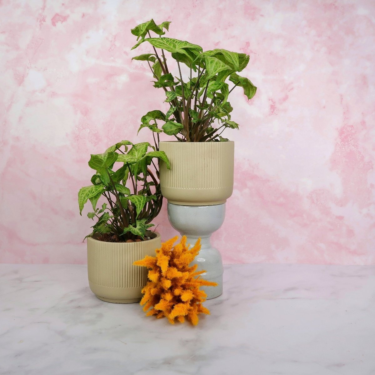 Syngonium Batik – Zimmerpflanze mit Netzzeichnung – potflourri