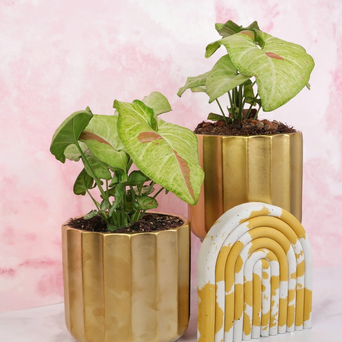 Syngonium Confetti – Ansicht 6