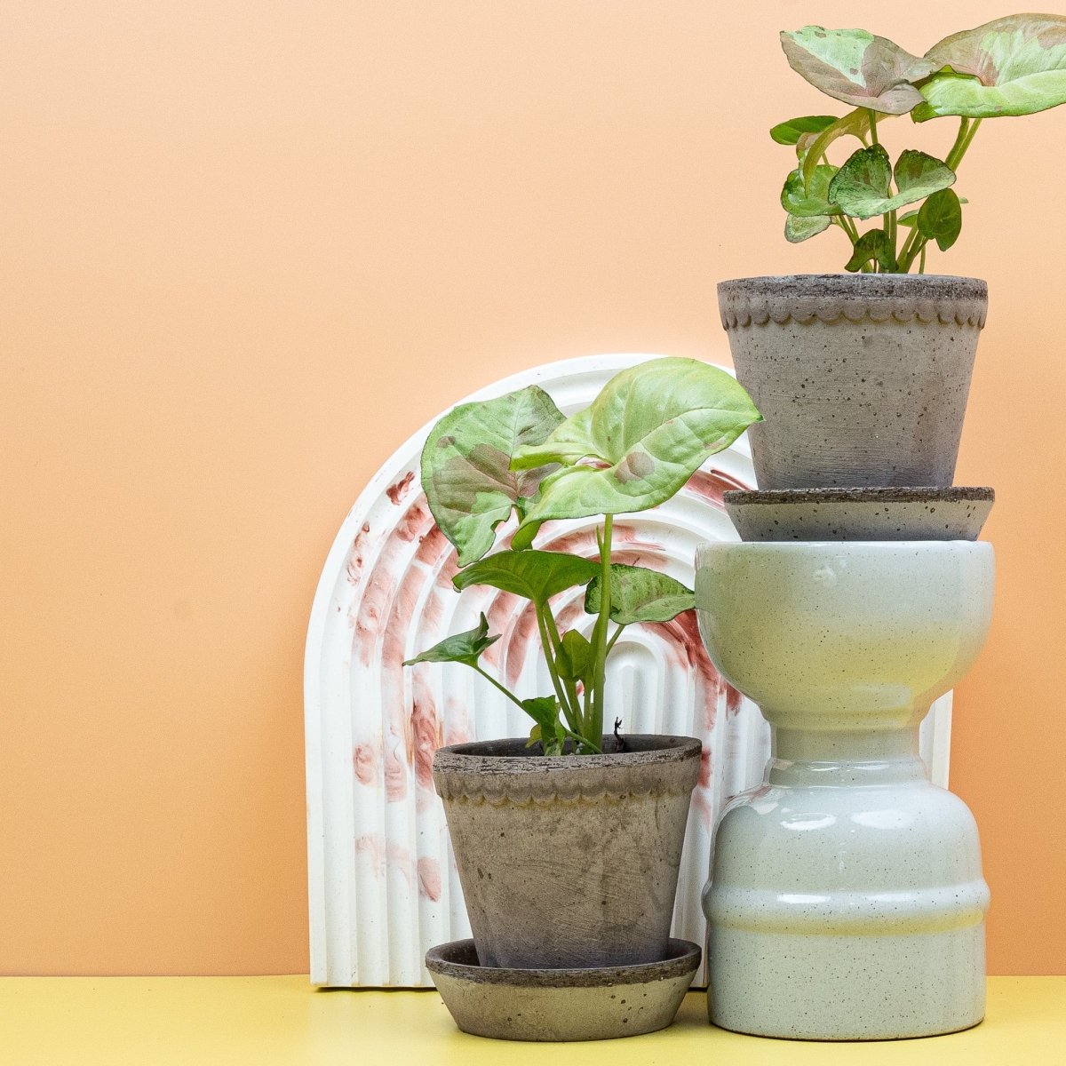 Syngonium Confetti – Ansicht 10