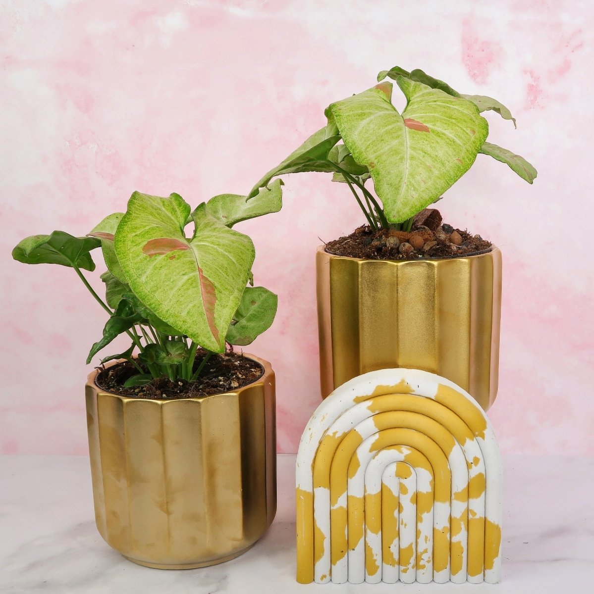 Syngonium Confetti – Konfetti-Musterung