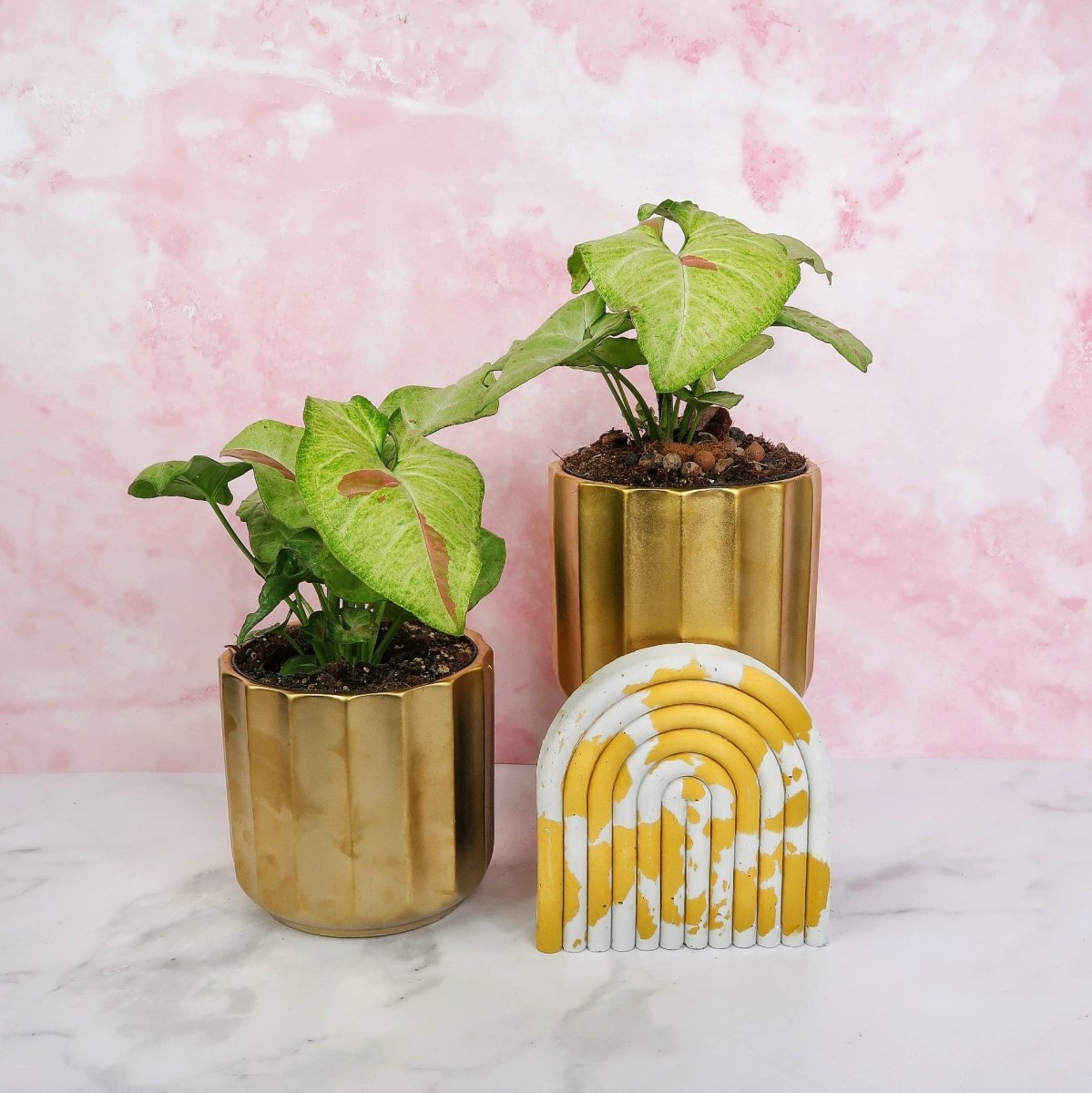 Syngonium Confetti – Zimmerpflanze mit rosa Sprenkeln – potflourri