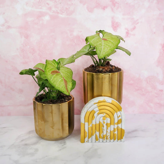 Syngonium Confetti – Zimmerpflanze mit rosa Sprenkeln – potflourri