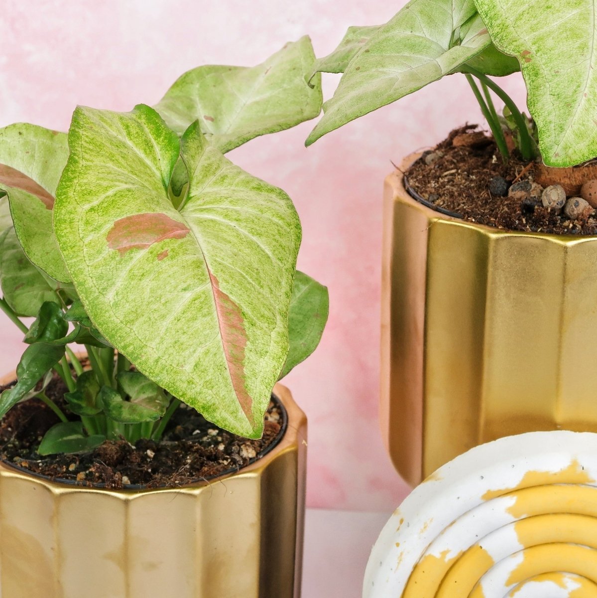 Syngonium Confetti – seltene Panaschierung