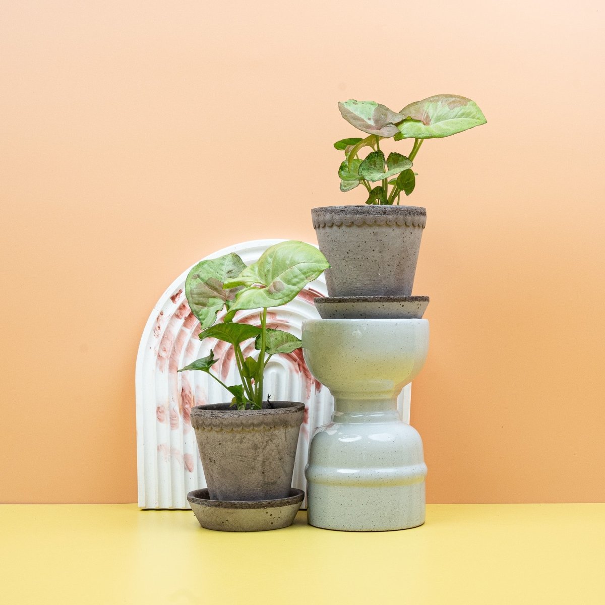 Syngonium Confetti – Ansicht 8