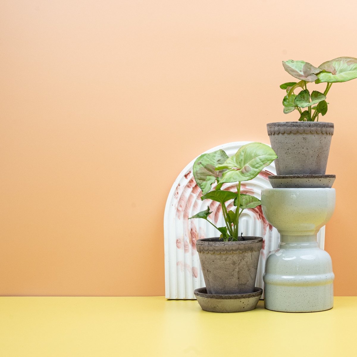 Syngonium Confetti – Ansicht 9