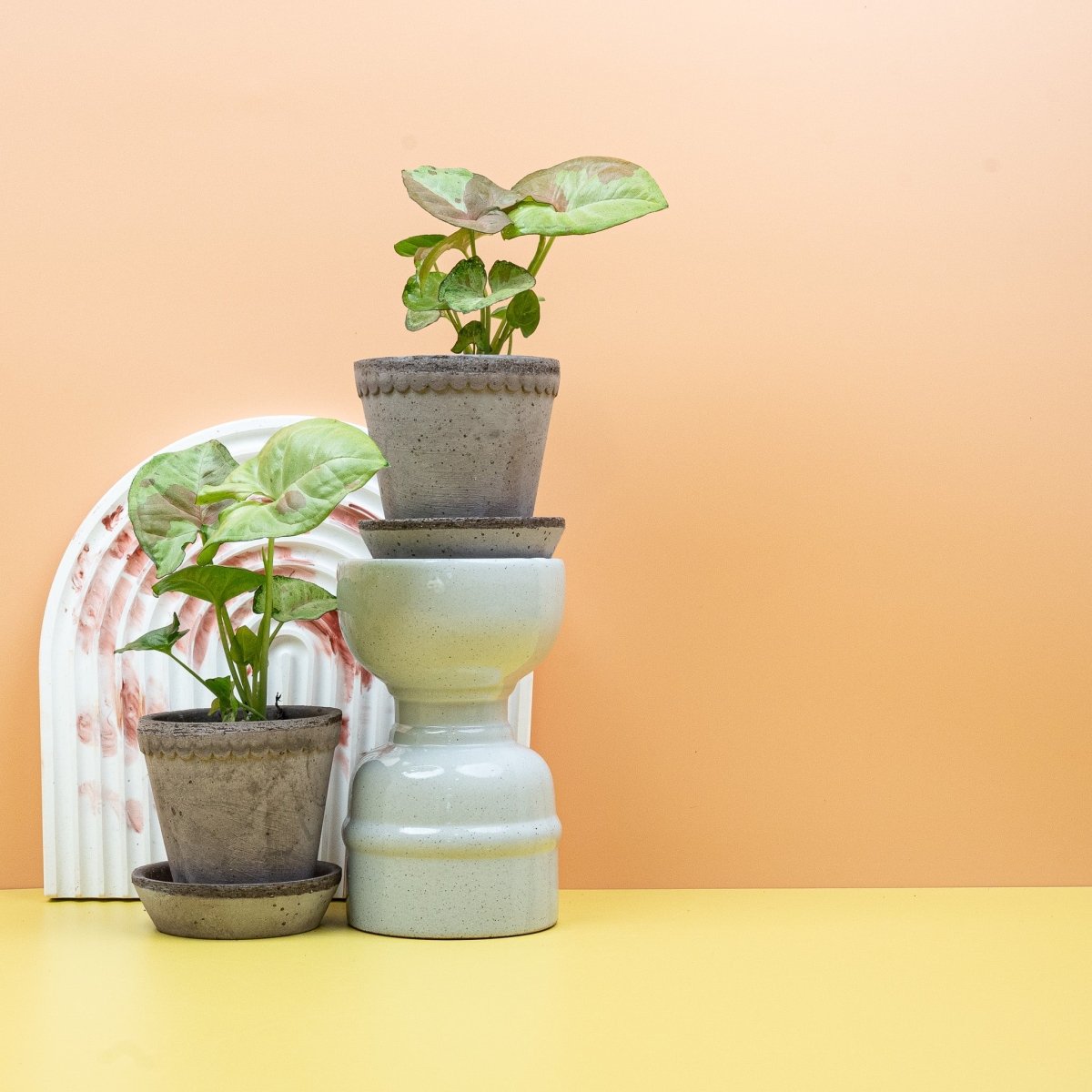 Syngonium Confetti – Ansicht 11