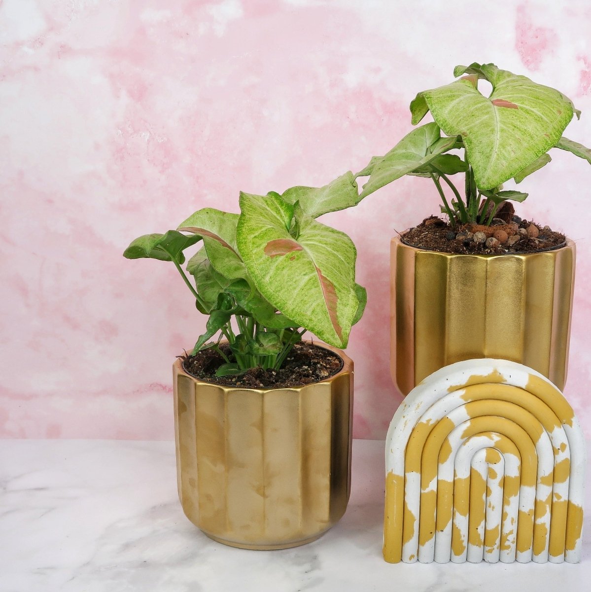 Syngonium Confetti, pfeilförmige hellgrüne Blätter