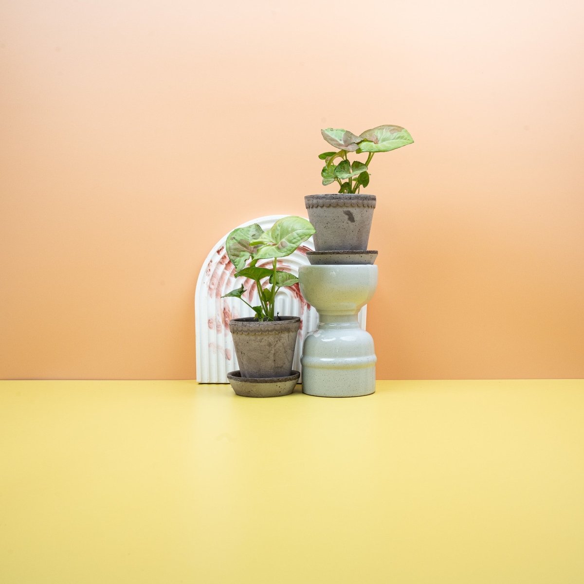 Syngonium Confetti – Ansicht 7