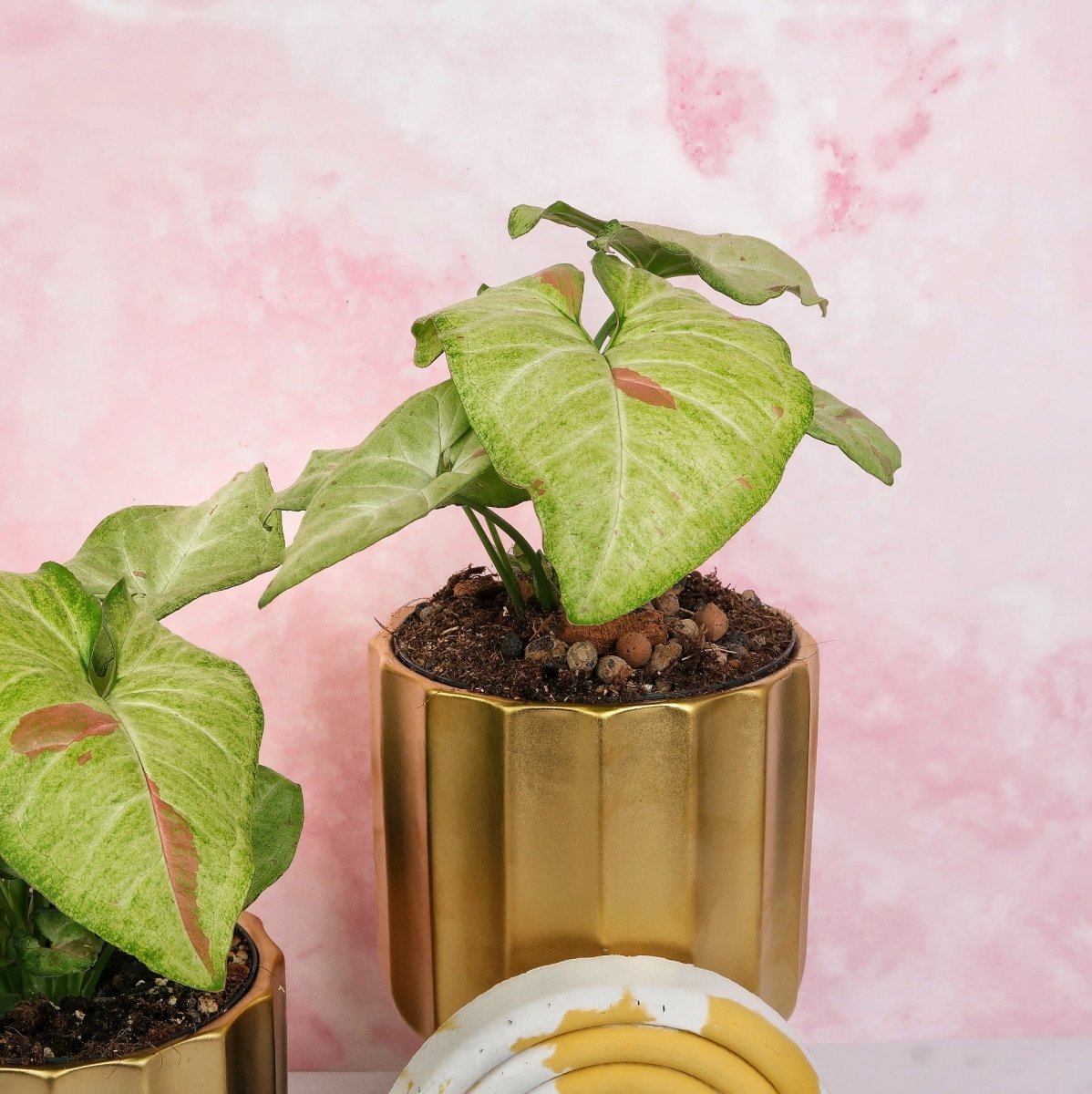 Syngonium Confetti, kompakter buschiger Wuchs