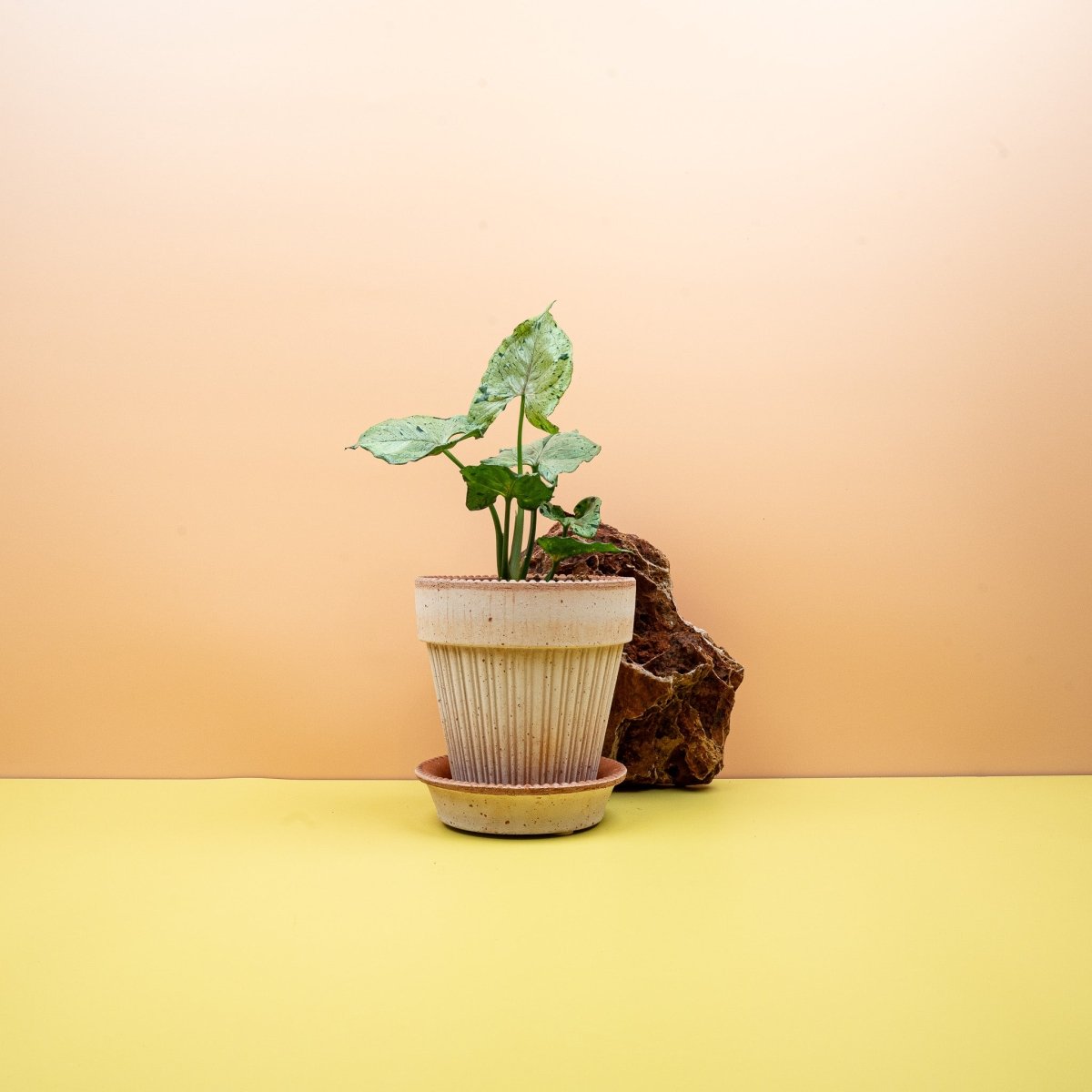 Syngonium Green Splash, gesprenkelte Blattzeichnung – potflourri