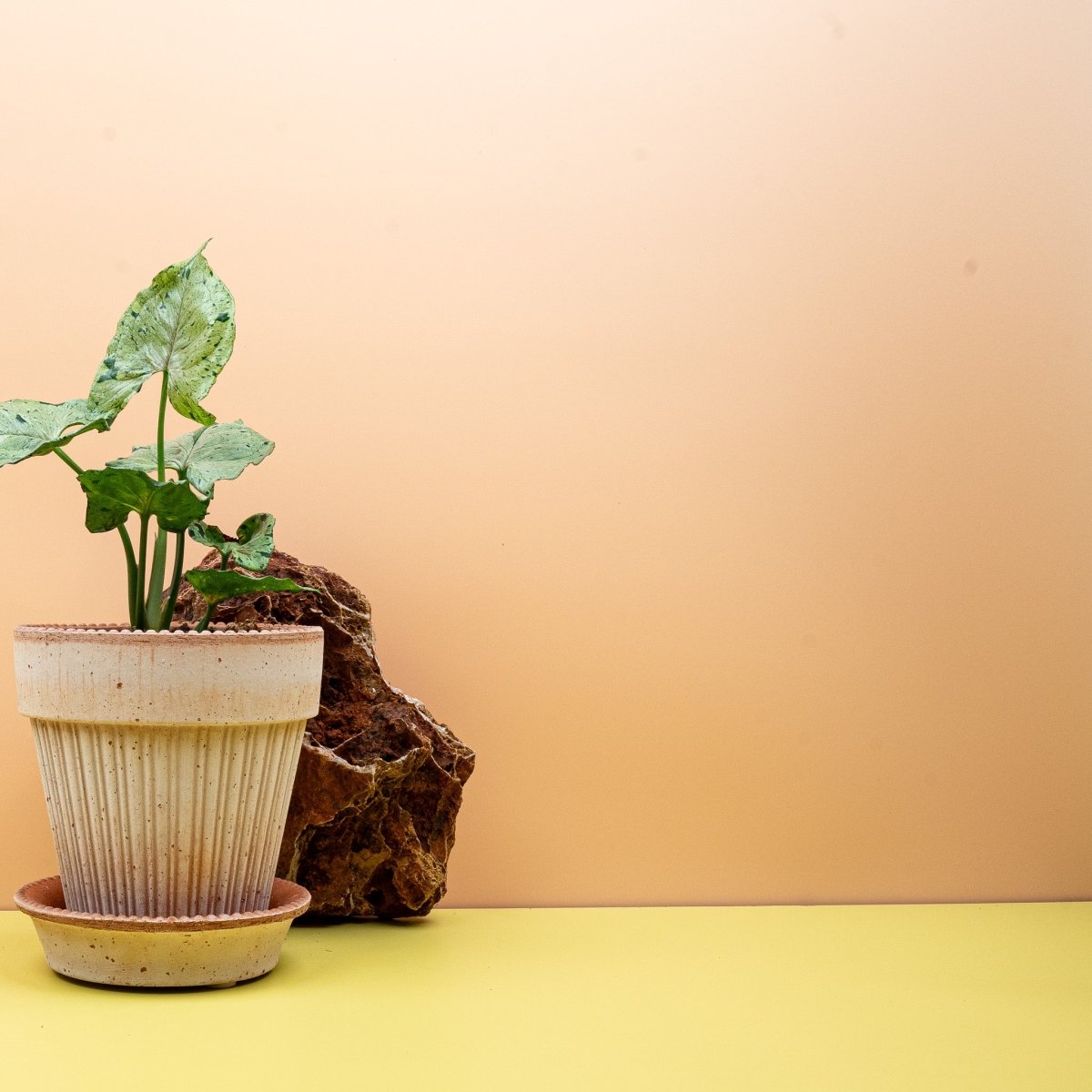 Syngonium Green Splash, pfeilförmige Blätter