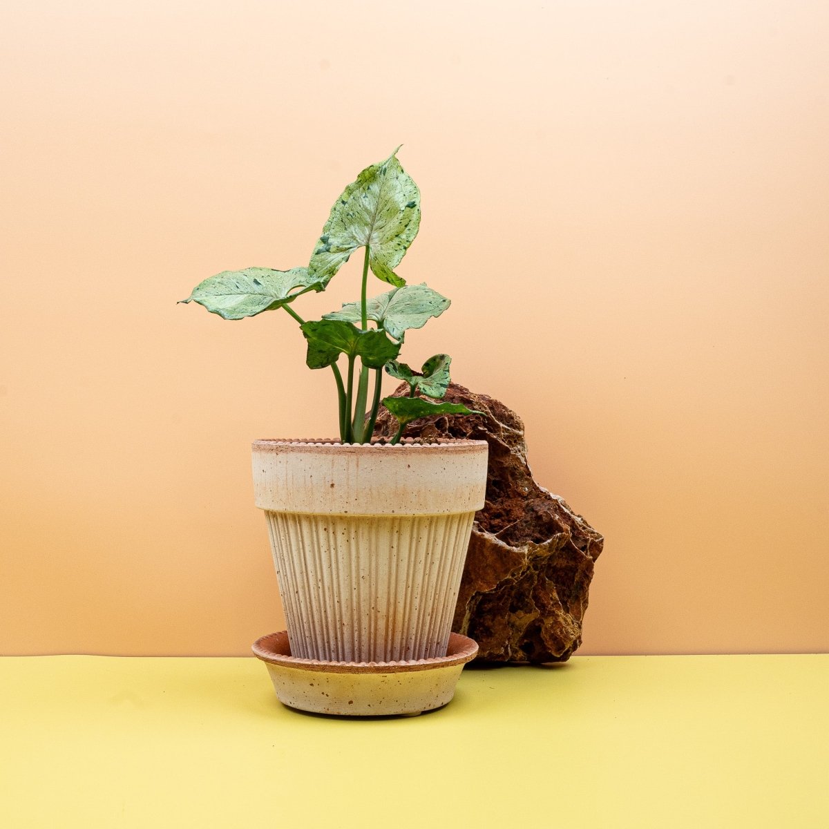 Syngonium Green Splash, buschiger Wuchs