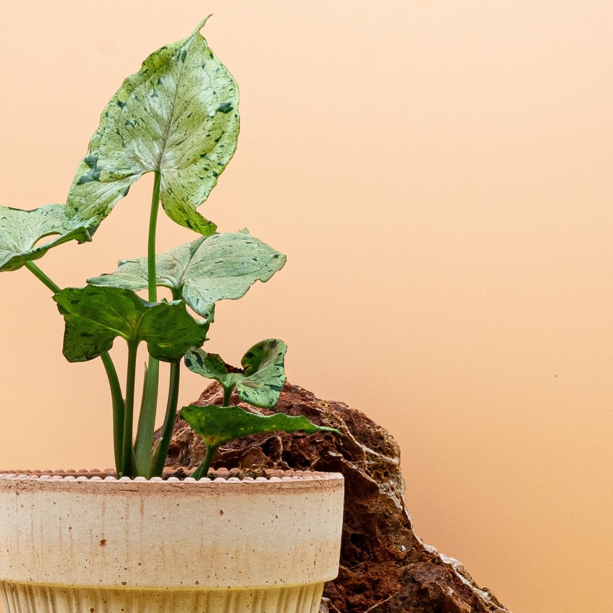 Syngonium Green Splash im Topf