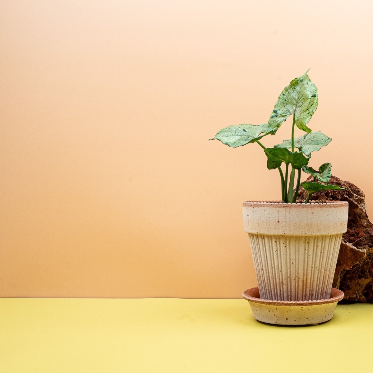 Syngonium Green Splash in hellem Grünton