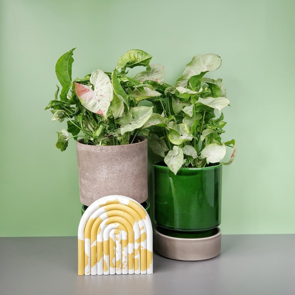 Syngonium Milk Confetti – Zimmerpflanze mit cremeweißem Laub von potflourri