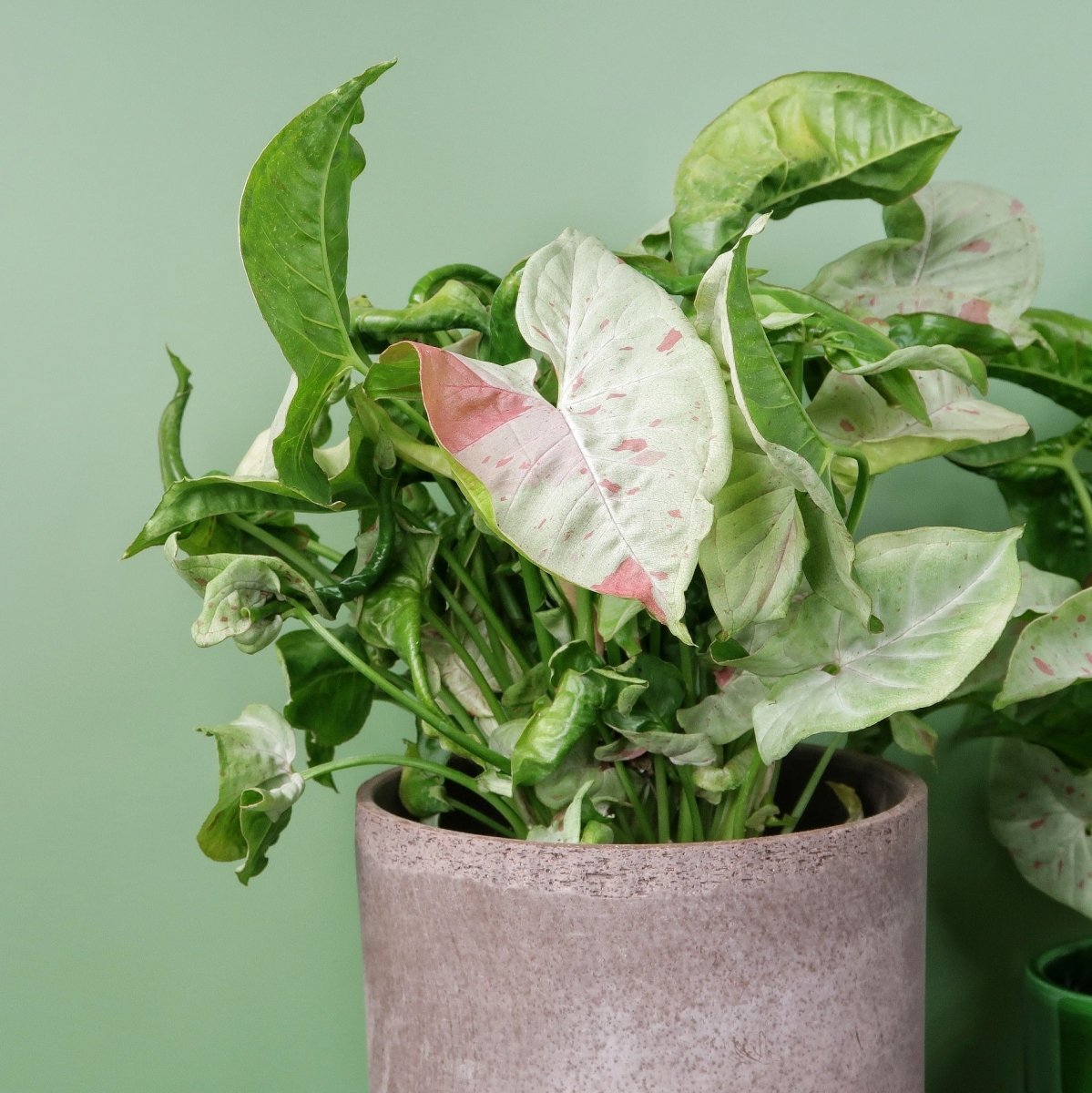 Syngonium Milk Confetti – seltene Rarität mit Pastell-Optik