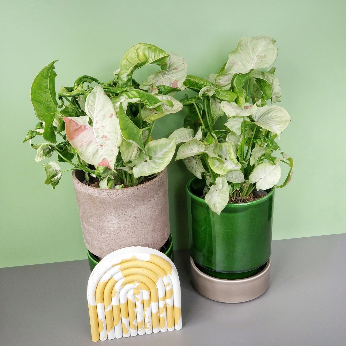 Cremeweißes Laub des Syngonium Milk Confetti
