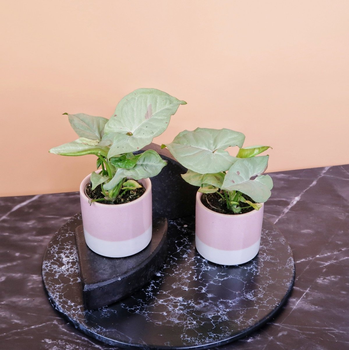 Syngonium Milk Confetti Topfpflanze – pfeilförmige, helle Blätter