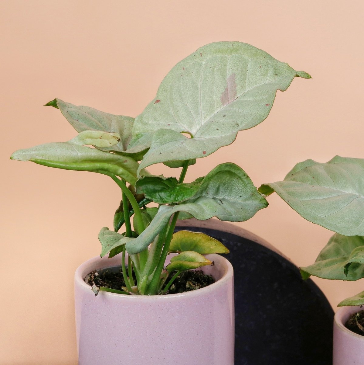 Syngonium Milk Confetti – seltene Syngonium-Sorte mit heller Panaschierung
